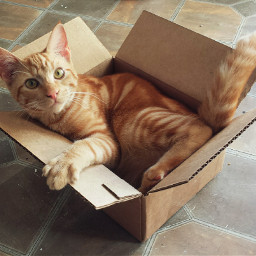 kitty cat box cute